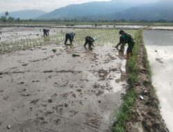 Tingkatkan Ketahanan Pangan, Babinsa Kodim 1404/Pinrang Bantu Petani Tanam Padi