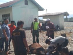 Babinsa Bersama warga Bantu Pelaksanaan Pemotongan hewan Qurban Di Desa Binaan