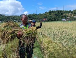 Sinergi Babinsa Koramil 1405-04/Soppeng Riaja Bersama BPP DAN PPL Lakukan Ubinan Padi