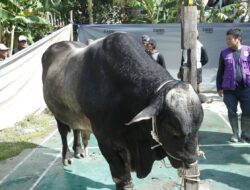 Dandim 1404/Pinrang Dampingi Bupati Serahkan Sapi Kurban Bantuan Presiden Prabowo Subianto