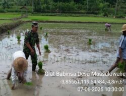 Percepatan Program LTT, Babinsa Kodim 1404/Pinrang Bantu Petani Tanam Padi
