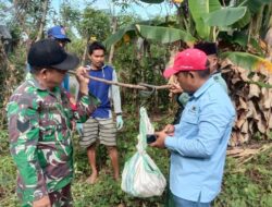 Selalu Ada Bersama Petani, Babinsa Koramil 1405-05/Mallusetasi Bersama BPP Lakukan Ubinan Jagung