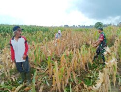 Jaga Ketahanan Pangan, Babinsa Koramil 02/Maiwa Bantu Warga Binaan Panen Jagung