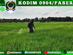 Babinsa Desa Sebakung Turut Serta Tingkatkan Produktivitas Pertanian