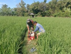 Atasi Kekeringan Persawahan, Babinsa Koramil 1405-06/Barru Bantu Petani Pompanisasi