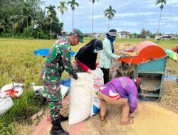 Wujud Nyata Kepedulian TNI pada Ketahanan Pangan, Babinsa Jajaran Kodim 0107/Aceh Selatan Aktif Dampingi Petani