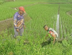 Babinsa dan Petani Bersatu: Bersihkan Irigasi Demi Ketahanan Pangan di Geumpang