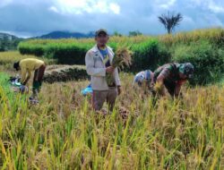 Babinsa Botolempangan Koramil 02/Sinjai Barat Kodim 1424/Sinjai Dampingi Petani Panen Padi