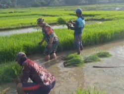 Persiapan Masa Tanam, Babinsa Koramil 1405-08/Tanete Riaja Bantu Petani Cabut Bibit Padi