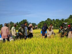 Panen Padi Bersama, Jajaran Kodim 0107/Aceh Selatan Tegaskan Komitmen Dukung Petani