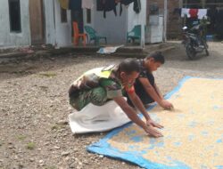 Babinsa Koramil 17/Geumpang Bantu Jemur Padi, Perkuat Sinergi untuk Swasembada Pangan