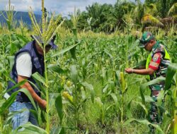 Sinergi Babinsa Kodim 0107/Asel dan PPL, Dorong Peningkatan Produktivitas Jagung di Kluet Timur