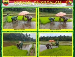Dukung Ketahanan Pangan Wilayah Koramil 06/Kampung Dalam Babinsa Bantu Petani Tanam Padi