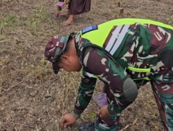 Babinsa Koramil 13/Kluet Timur Aktif Dampingi Petani, Wujudkan Ketahanan Pangan Lewat Tanam Kacang Tanah