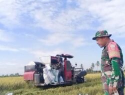 Dukung Ketahanan Pangan, Babinsa Kodim 1404/Pinrang Bantu Warganya Panen Padi