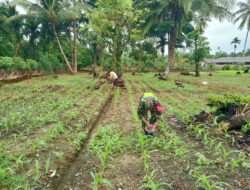 Aksi Nyata Dukung Ketahanan Pangan, Babinsa Koramil 07/KS Bantu Petani Lakukan Pemupukan Lahan Jagung