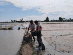 Babinsa Koramil-06 Kodim 1404/Pinrang Bantu Petani Tabur Benih Padi