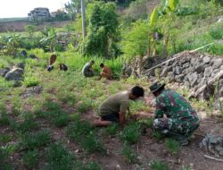 Penghijauan Di Wilayah Binaan, Jajaran Koramil 04/Alla Bersama Warga Tanam Pohon Mahoni
