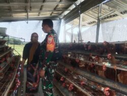 Dukung Ketahanan Pangan Wilayah, Babinsa Monitoring Peternak Ayam di Desa Sangkerang
