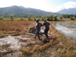 Babinsa Koramil 12/Labuhan Haji Timur Dampingi Petani Olah Lahan