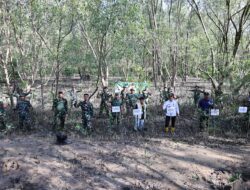 Sambut HUT Ke 67 Kodam VI/Mlw,Kodim 0907/Trk Tanam Ratusan Mangrove
