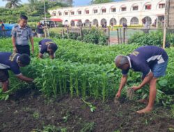 Lahan Terbatas, Tak Halangi Kegiatan Pertanian Lapas Ambarawa Untuk Ketahanan Pangan