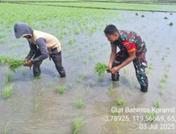 Tingkatkan Ketahanan Pangan, Babinsa Kodim 1404/Pinrang Bantu Petani Tanam Padi