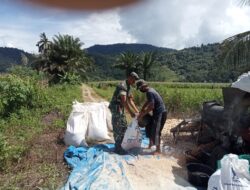 Babinsa Koramil 13/Kluet Timur Dampingi Petani Giling Jagung Langsung di Area Perkebunan Seusai Panen