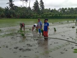 Percepat Masa Tanam, Babinsa Koramil-01/Suppa Kodim 1404/Pinrang Dampingi Petani Tanam Padi