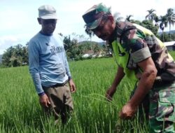Babinsa Koramil Geumpang Turun Langsung Bantu Petani Bersihkan Hama Rumput di Sawah