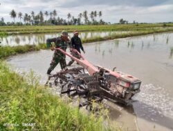 Babinsa Kodim 1404/Pinrang Bantu Petani Bajak Sawah Dengan Menggunakan Hand Traktor