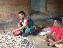 Babinsa Koramil 11/Kluet Tengah Bantu Warga Kupas Kemiri di Desa Binaan