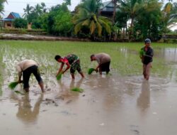 Tingkatkan Ketahanan Pangan, Babinsa Kodim 1404/Pinrang Bantu Petani Tanam Padi