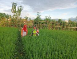 Babinsa Koramil Tiro Turun ke Sawah, Bantu Petani Semprot Hama pada Tanaman Padi