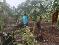 Babinsa Sambangi Petani Pepaya, Berikan Dukungan dan Motivasi