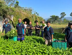 Lapas Ambarawa Panen Hasil Pertanian Dalam Program Ketahanan Pangan