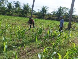 Wujud Nyata Dukungan Ketahanan Pangan, Babinsa Dampingi Petani di Lahan Jagung