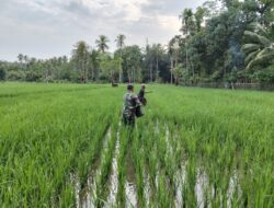 Babinsa Koramil 1405-04/Soppeng Riaja Terjun Langsung Ke Sawah Bantu Petani Memupuk Padi