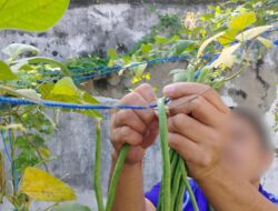 Kembali Panen Kacang Panjang, Wujud Nyata Ketahanan Pangan di Rutan Selayar