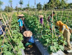 Babinsa Bersama PPL UPT Bantu Petani Polinasi Tanaman Mentimun