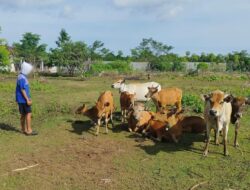 Rutan Selayar Kembangkan Peternakan Ayam dan Sapi di Kebun Asimilasi Matalalang