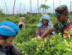 Selalu Siap,Babinsa Koramil 0907/04 Tarut Bantu Warga Binaan Panen Cabe