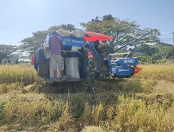 Panen Padi di Desa Siawung: Babinsa Koramil 1405-06/Barru Dampingi Petani Panen Padi, Wujudkan Ketahanan Pangan