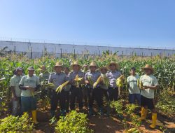 Lapas Banjarbaru Panen Jagung Manis dan Kacang Tanah, Wujud Nyata Pemberdayaan Warga Binaan