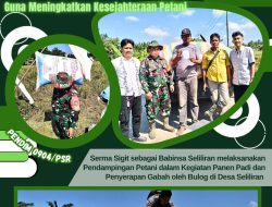 Babinsa Seliliran Lakukan Pendampingan Guna Meningkatkan Kesejahteraan Petani