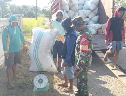 Babinsa Koramil 1405-06/Barru Bersama PPL Melaksanakan Pendampingan Serap Gabah