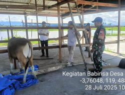 Babinsa Kodim 1404/Pinrang Pantau PMK Ternak Sapi Milik Warga Di Wilayah Binaan
