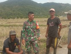 Babinsa Koramil 16/Tangse Motivasi Petani Wujudkan Tanam Padi Serentak di Pulo Mesjid
