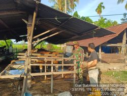 Babinsa Kodim 1404/Pinrang Pantau PMK Ternak Sapi Milik Warga Di Wilayah Binaan