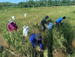 Terjun Kesawah,Babinsa Koramil 0907/01 Tartim Bantu Panen Padi Pok Tani Binaan